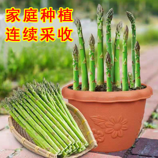 芦笋种子多年生耐寒抗热蔬菜品种阳台盆栽庭院地栽多季均可播种