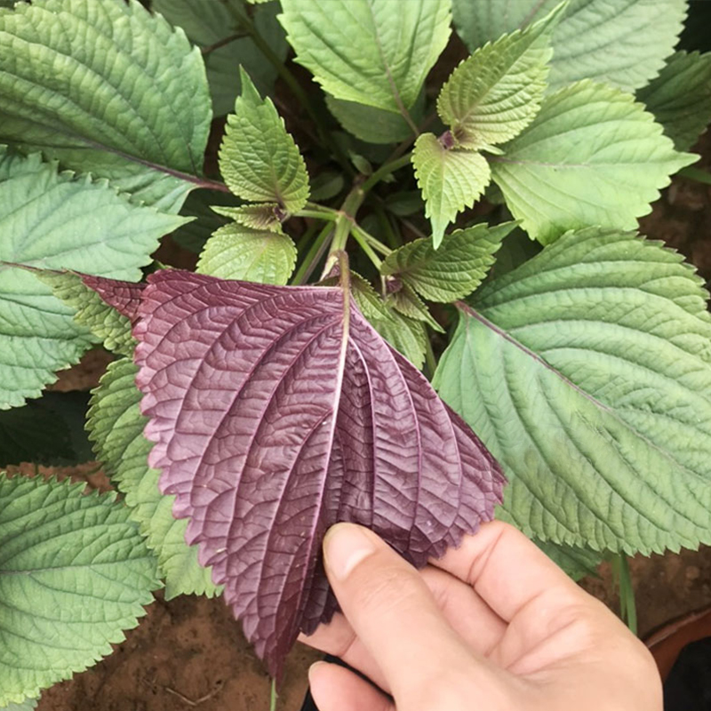 紫苏种籽春秋季蔬菜单面紫色苏子种籽特色菜四季钙菜农家蔬菜种子