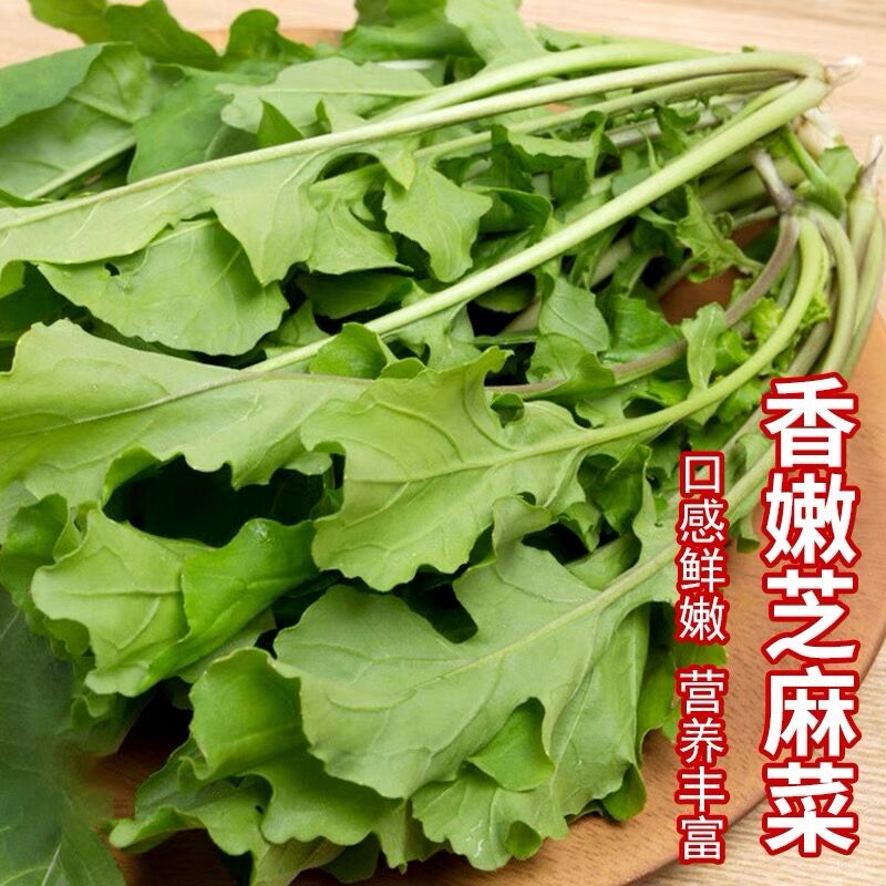 四季香嫩芝麻菜大叶臭菜种子野菜种孑春季秋阳台盆栽蔬菜种籽