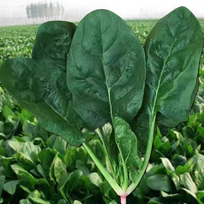 大叶菠菜种子四季蔬菜秋冬籽种阳台种籽抗热菜种盆栽波菜孑菜籽子
