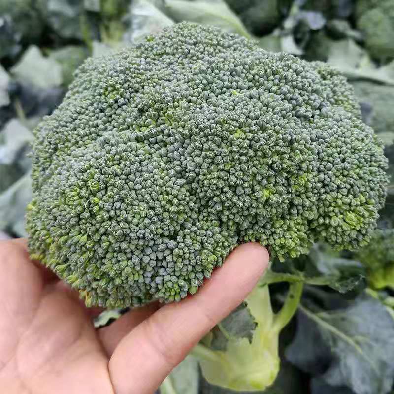 西兰花种籽西兰花种子苗曼陀绿青花菜四季种籽菜花籽子优秀西兰花