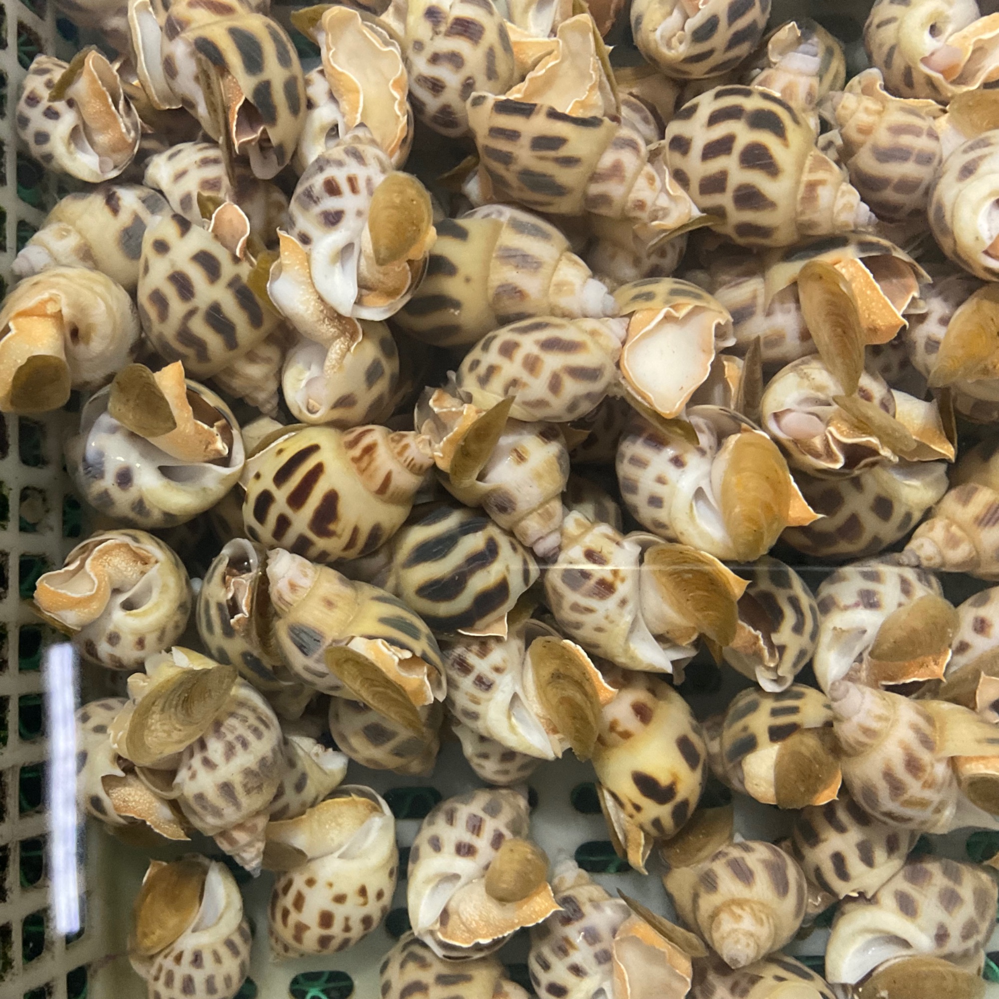 【然然妈海鲜】花螺（约500g)花螺同城送
