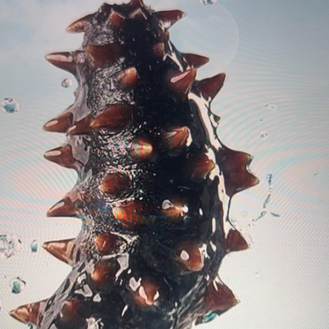 【然然妈海鲜】即食海参（约450g一袋6-8个）