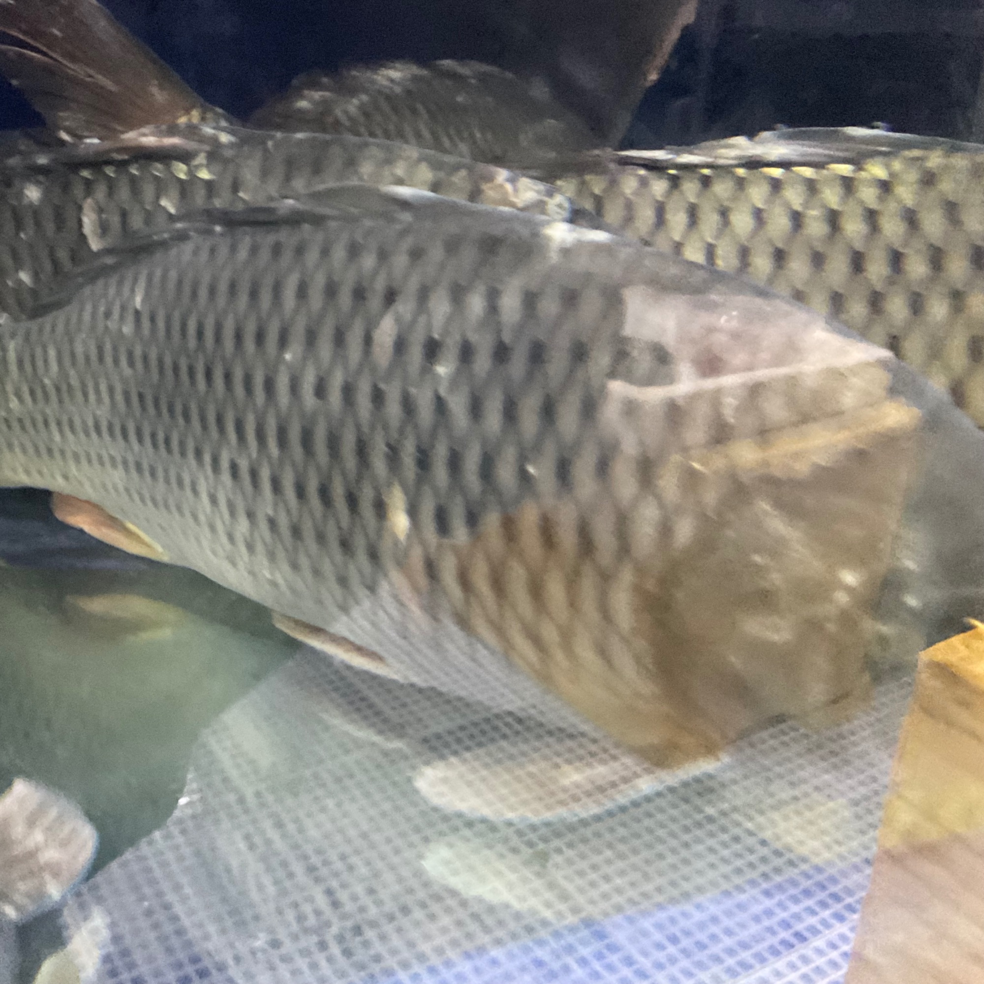 【然然妈海鲜】鲜活鲤鱼（约1100g)默认宰杀
