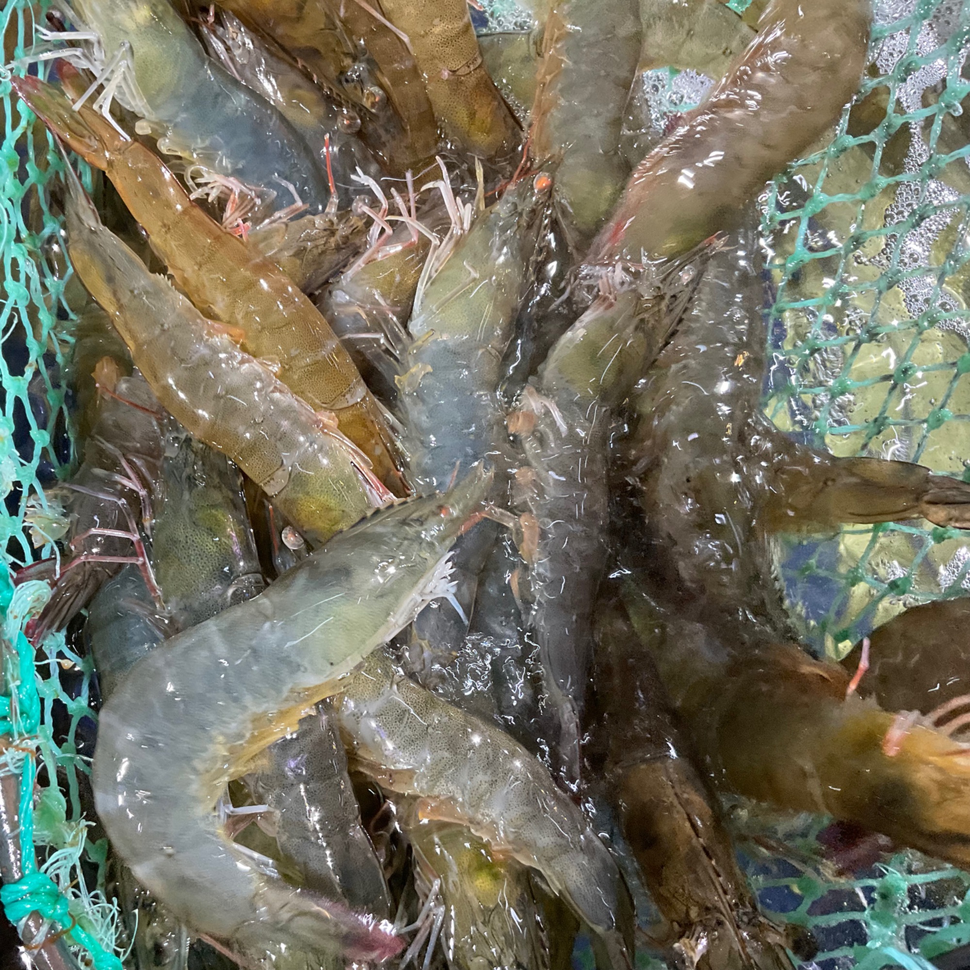 【然然妈海鲜】鲜活海虾约500g（鲜活发货到家包鲜不包活）