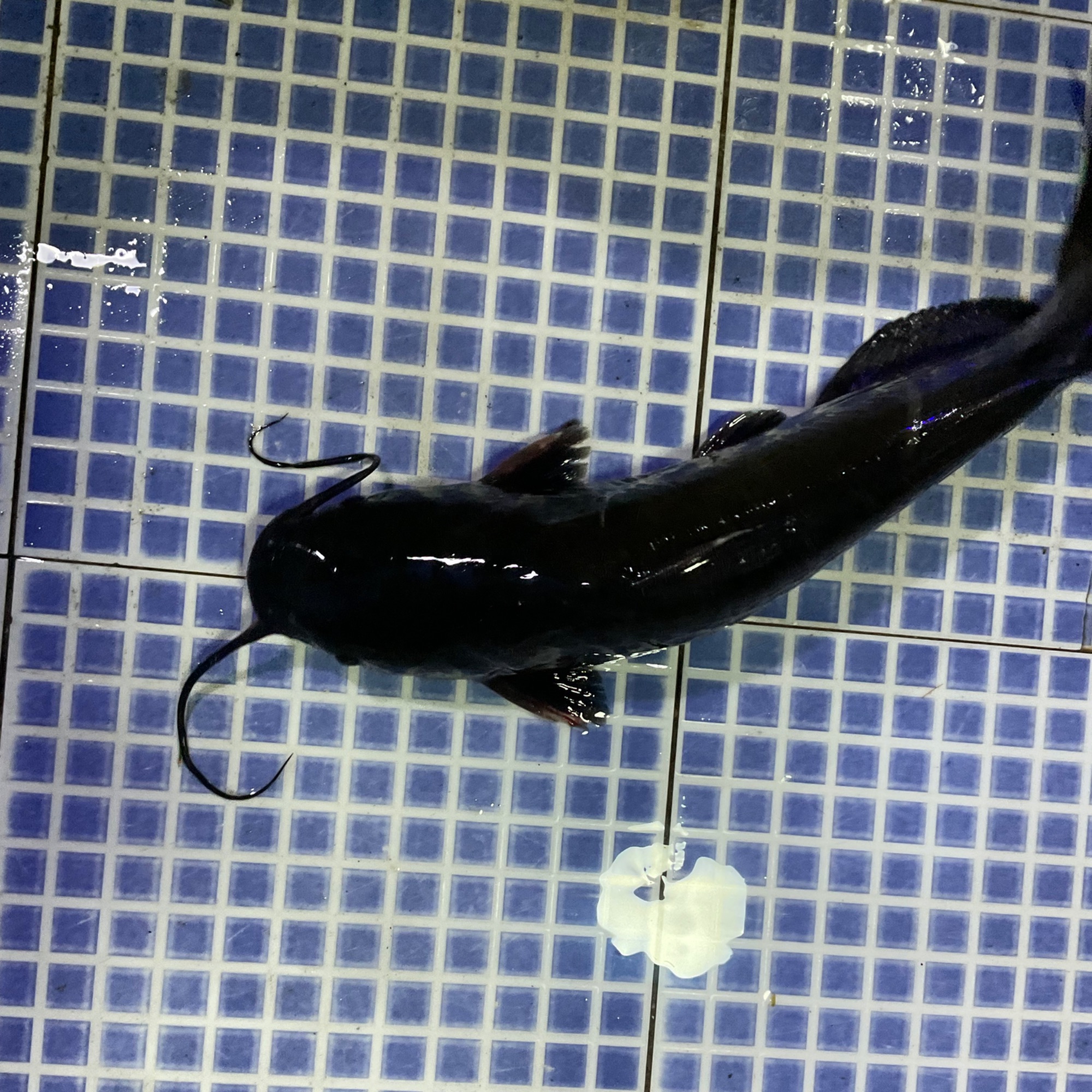 【然然妈海鲜】鲜活蛔鱼（每条约1250g默认宰杀）