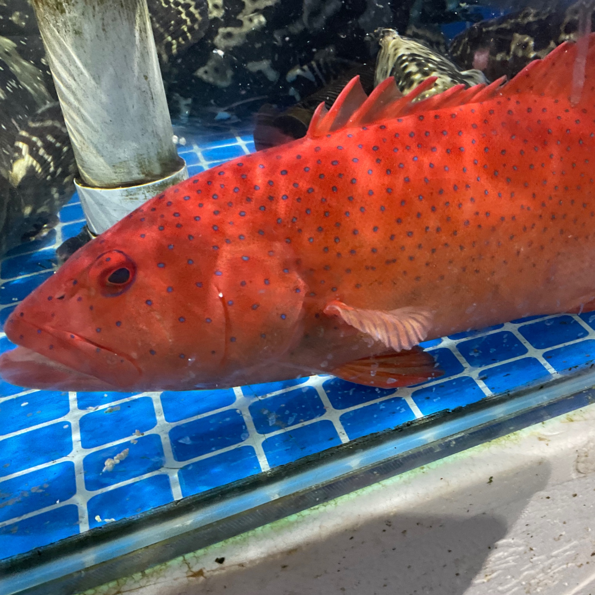 【然然妈海鲜】鲜活东星斑（约750g默认宰杀）