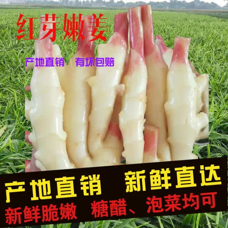 嫩姜仔姜嫩仔姜红芽嫩姜板姜饼姜小仔姜姜姜芽子泡姜泡醋姜包邮