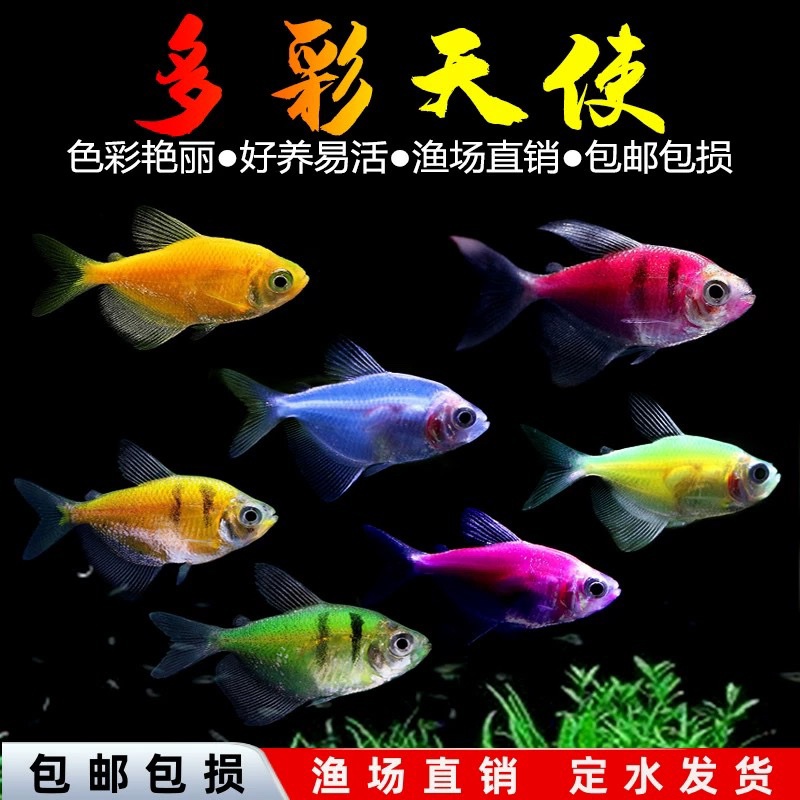 五彩天使鱼观赏鱼彩群鱼热带鱼群游小型鱼淡水鱼好养耐活喂食
