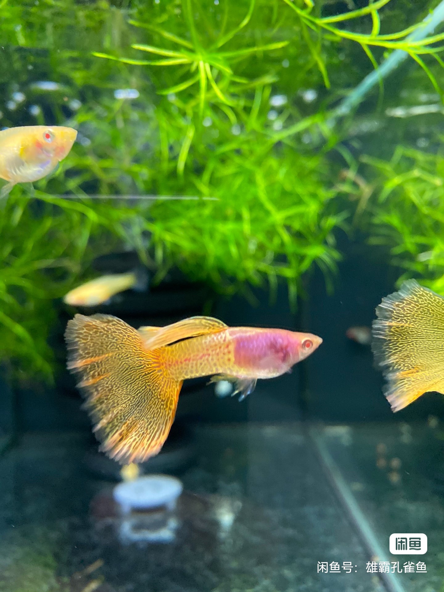 孔雀鱼运费专拍不满50