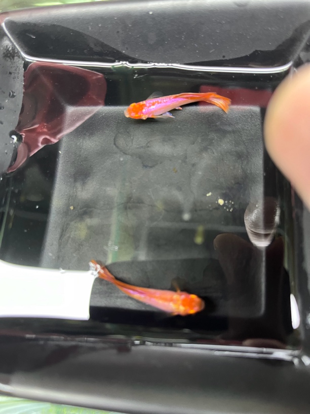 马晶塔压成10块钱一条