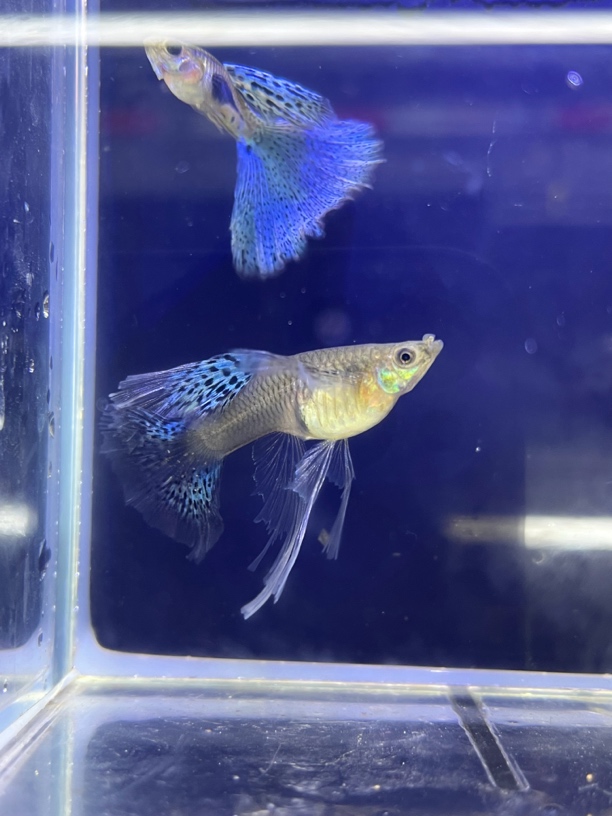 孔雀鱼篮草大c，绒球