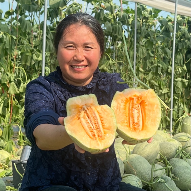 【广西发货】海南海沙地头茬哈密瓜净重7-8斤8-9斤