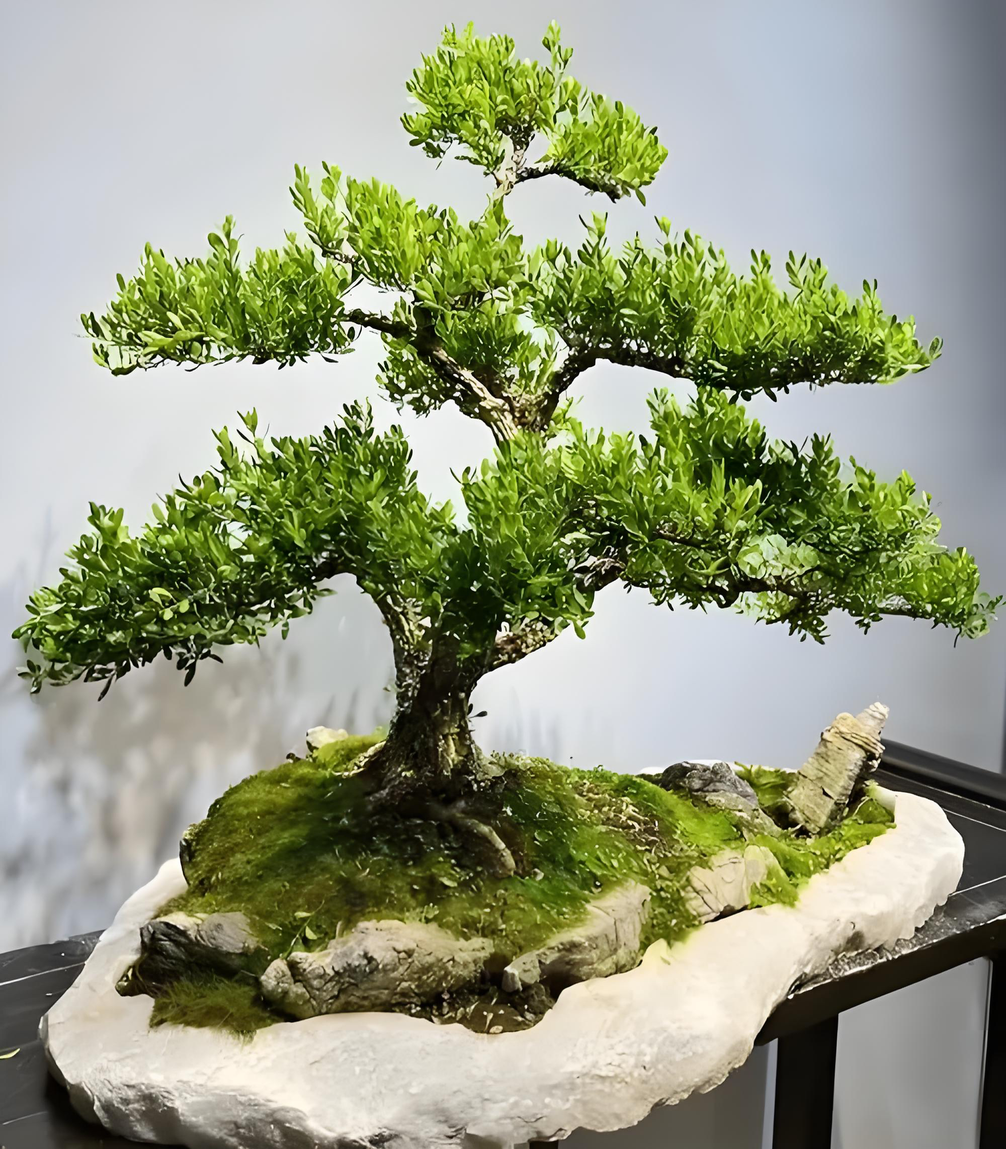 小叶雀舌皱皮黄杨一拍一物黄杨盆景素材客厅老桩室内绿植黄杨盆栽