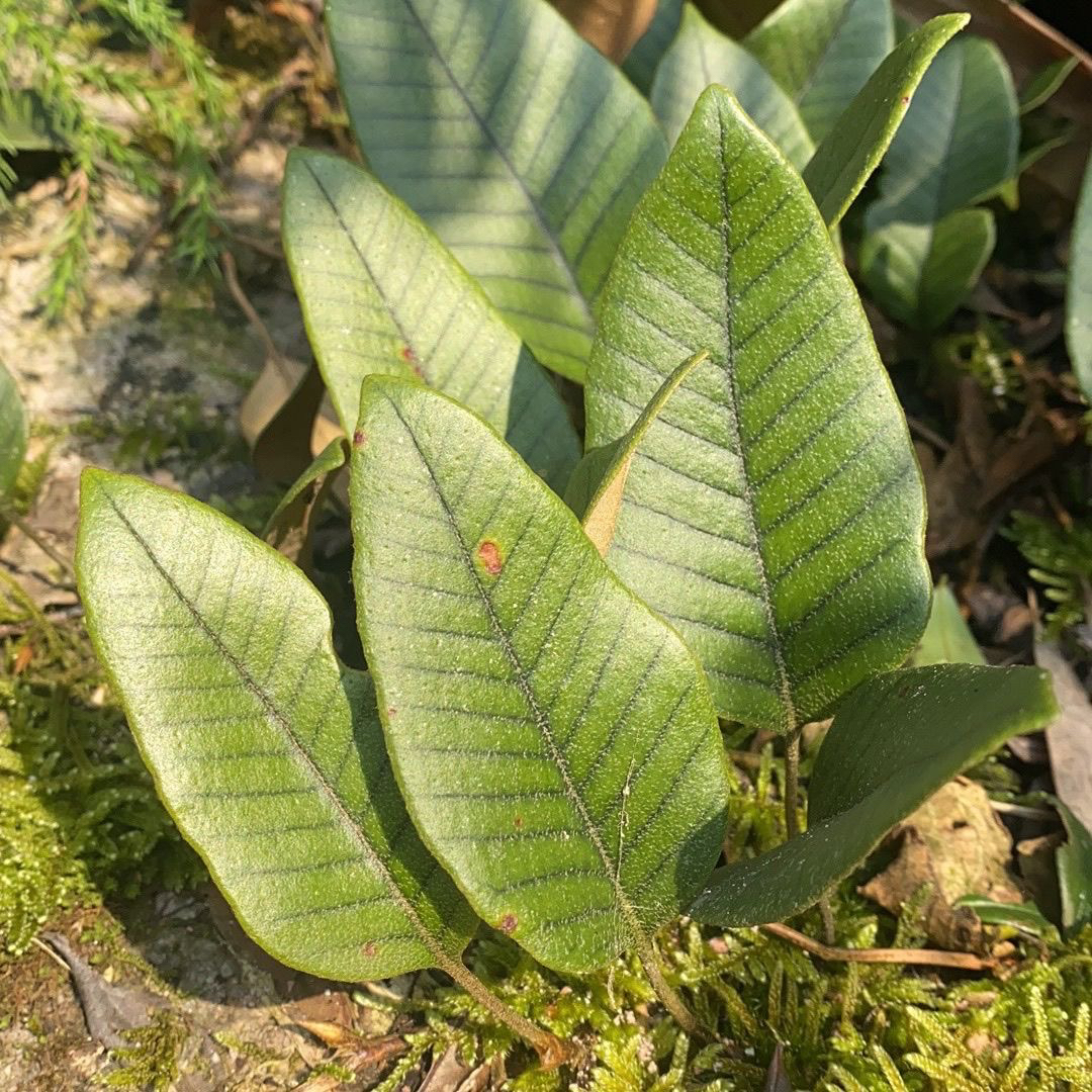 各种高端稀有微型蕨类造景专用素材团扇蕨盾蕨抱石莲空气净化