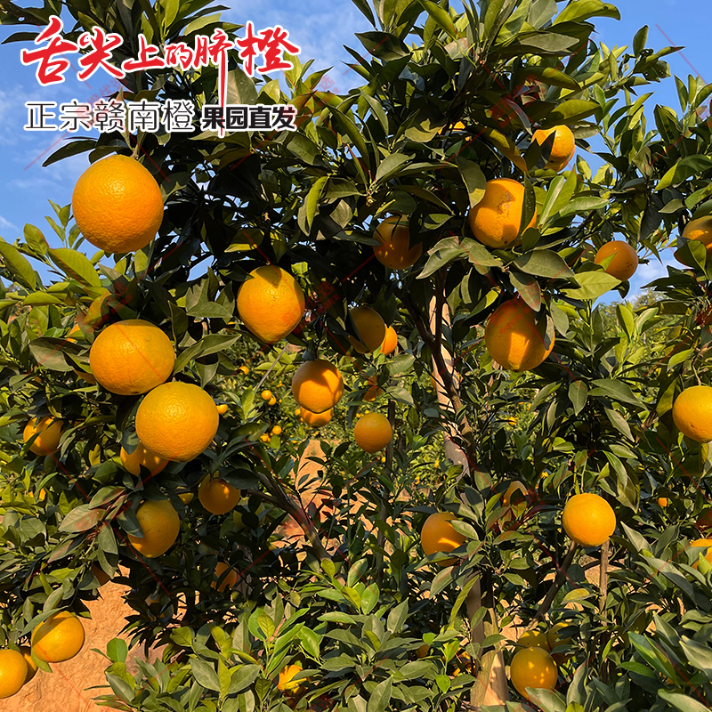 B正宗江西赣南脐橙水果5斤10斤20斤产地现摘现发新鲜橙子产地直发