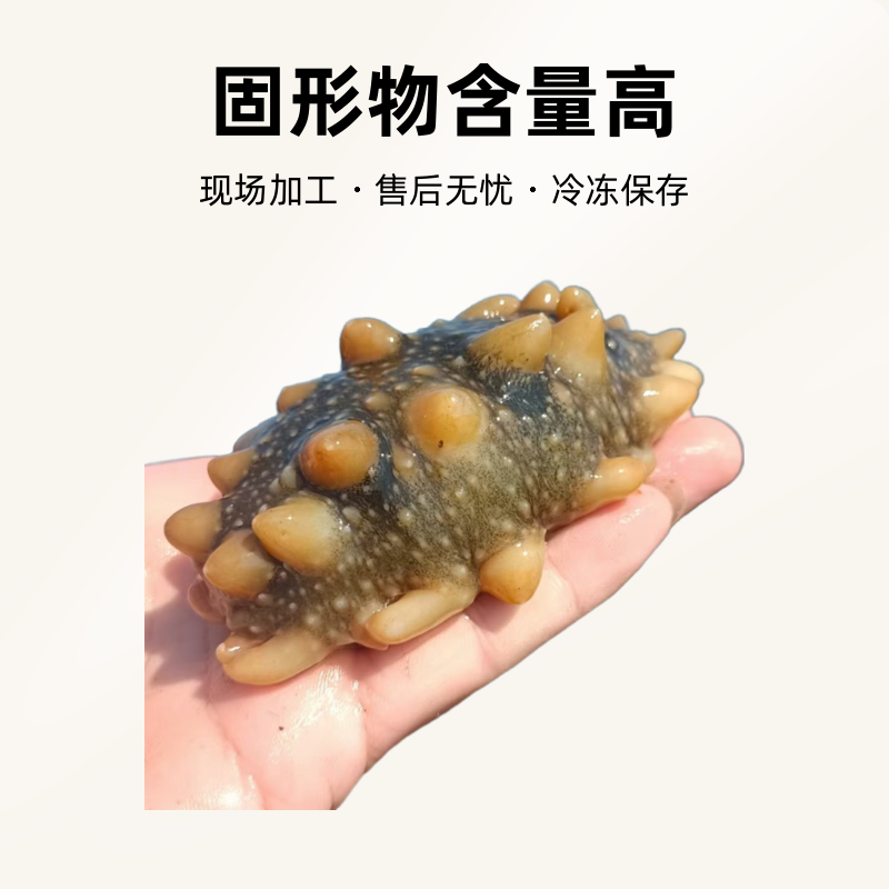 大连深水海参，以现场称重为准，现场加工，三斤活参出一斤成品
