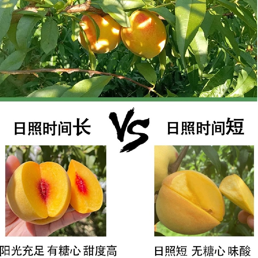本地公安锦绣黄桃  露天生长，高品质送礼送客户买9斤送削皮刀