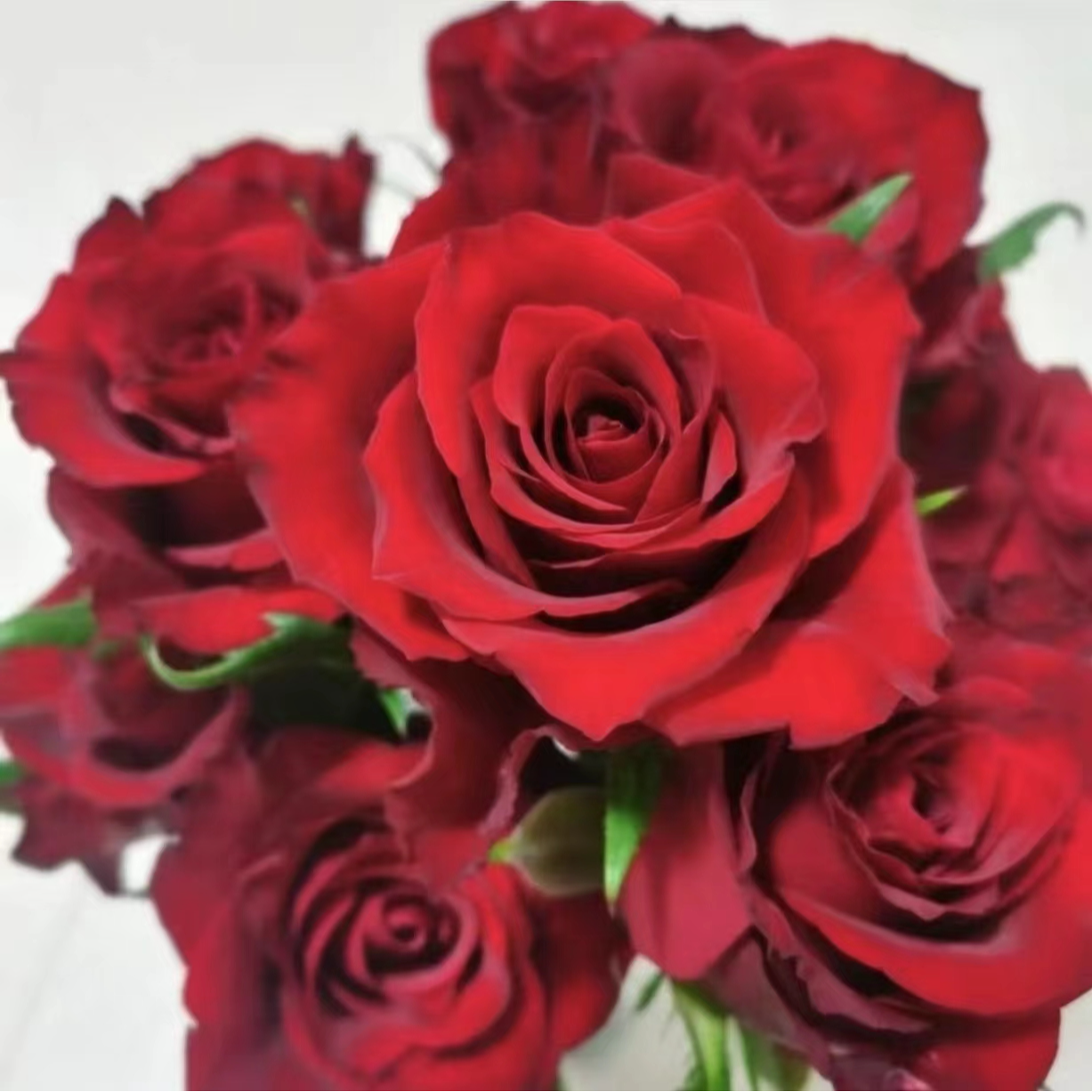 【高原红】云南鲜花基地直发家用花材顺丰/京东冷链发货