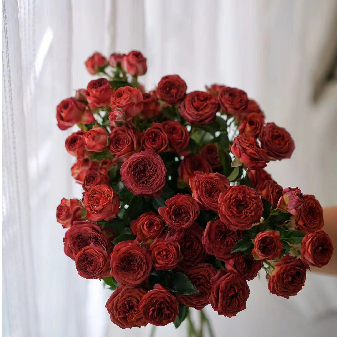 【巧克力多头】云南鲜花基地直发家用花材顺丰冷链