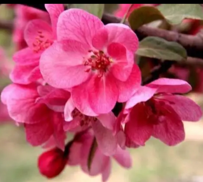    紫红色的花紫红色的果亚当海棠花