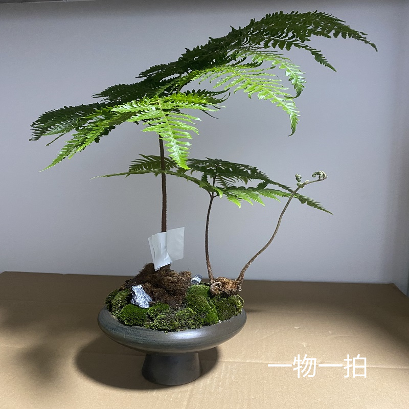 一物一拍红鳞蕨凤尾蕨网红一叶蕨贴号专拍自动拍下随机发货