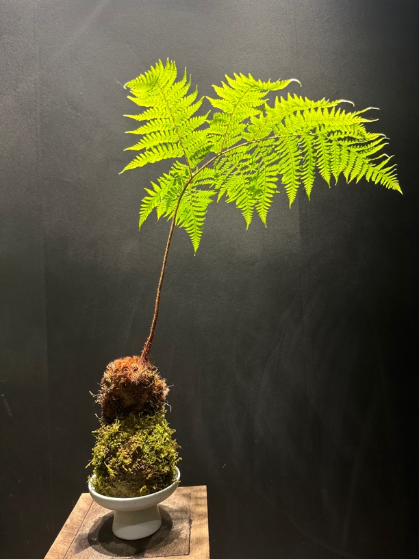 蕨类苔藓球水培红磷蕨一物一拍室内软装喜阴好养易活绿植盆景盆栽