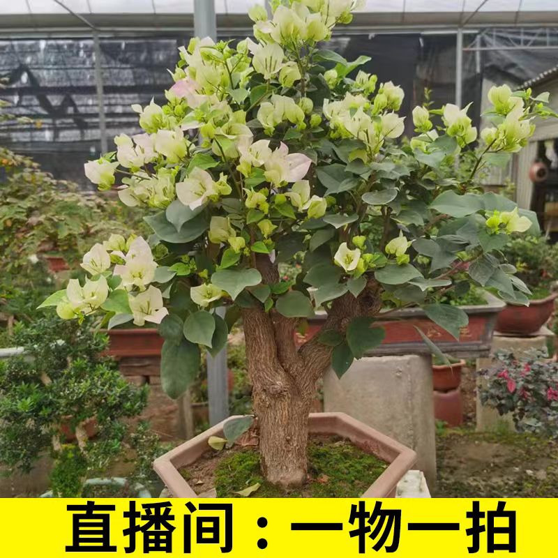 三角梅一物一拍02