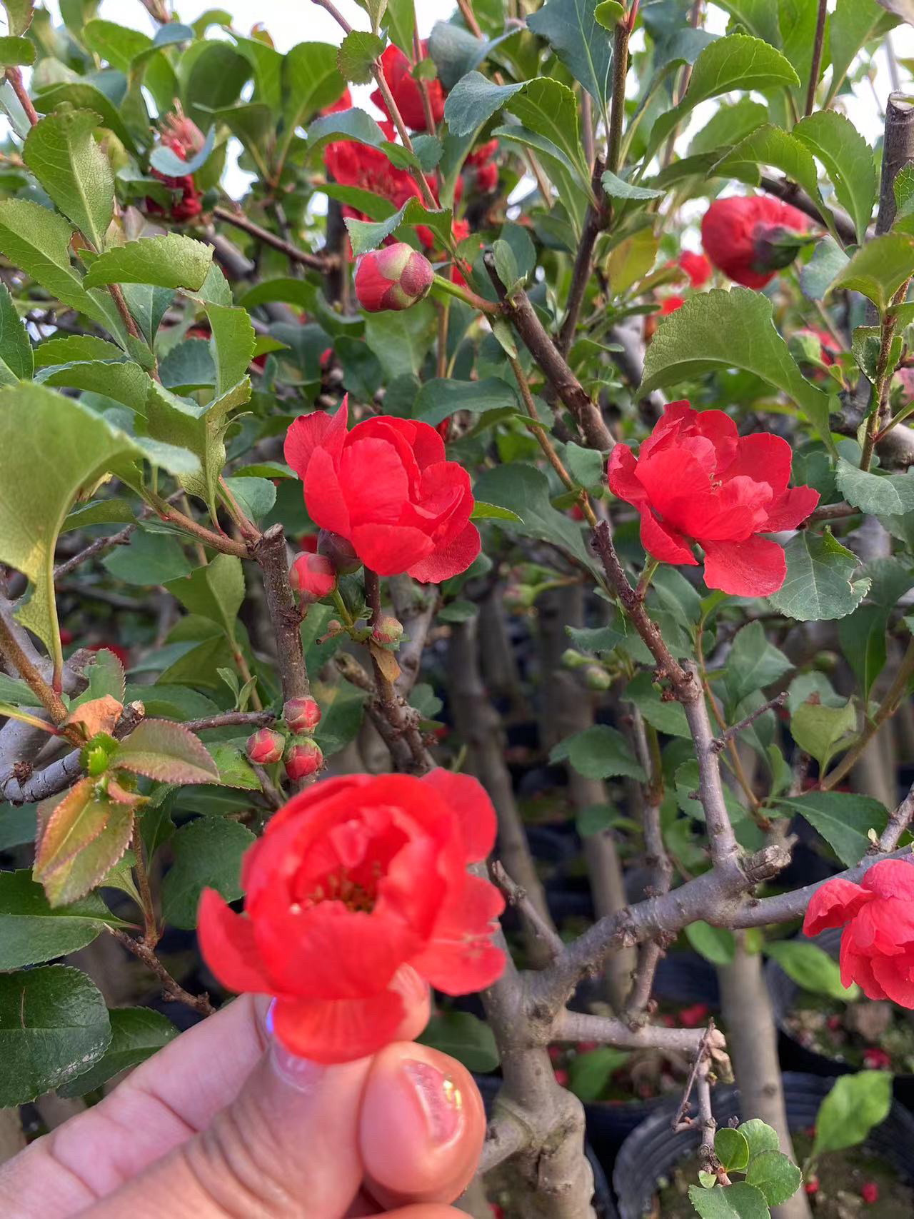 海棠花一物一拍田园土种植喜水喜阳