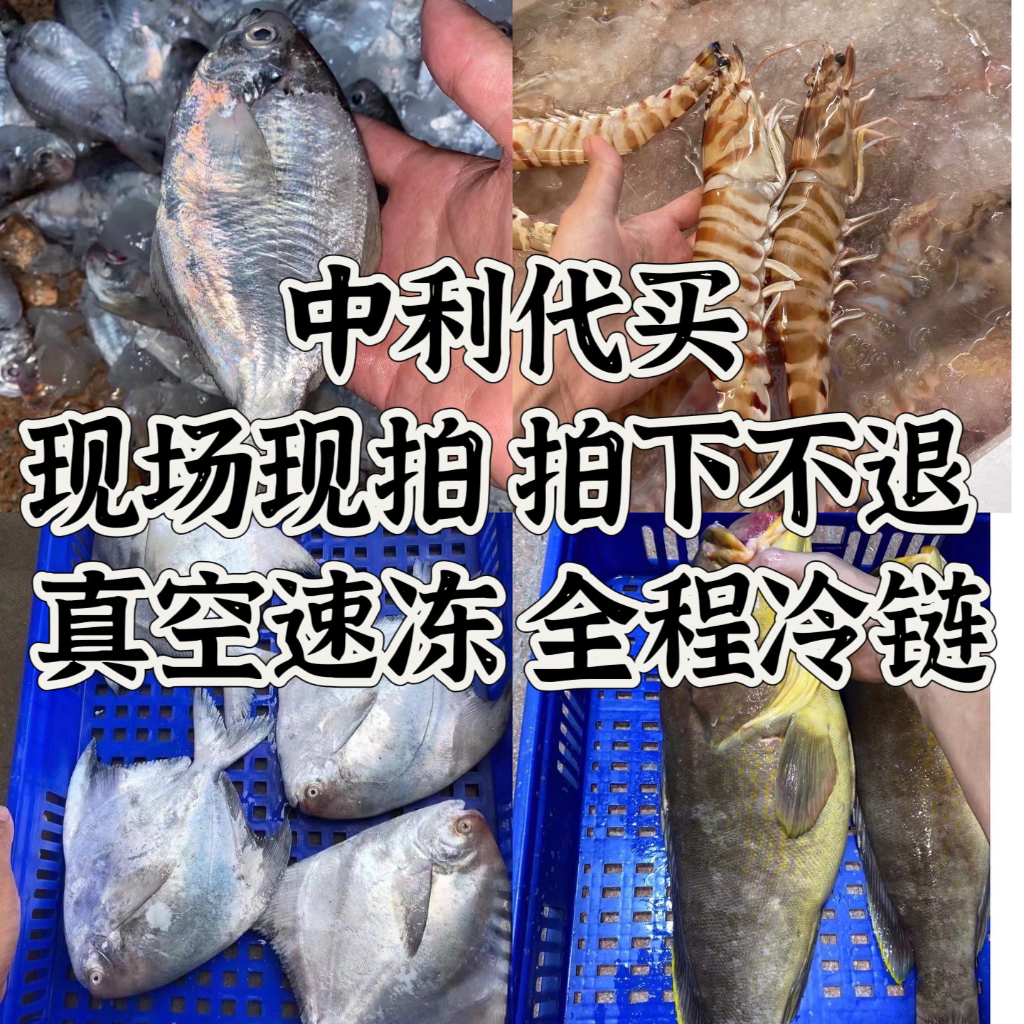 神泉港 海鱼现场代买 直播间为准