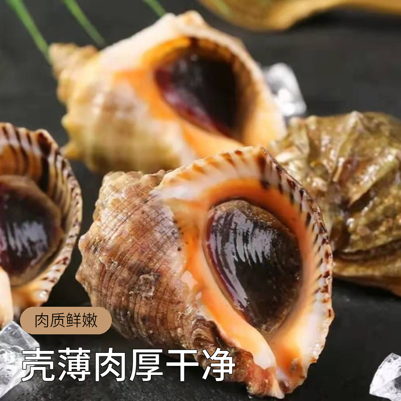 丹东东港当地特产野生海螺新鲜发货3斤/12只保活保鲜冷链顺丰包邮