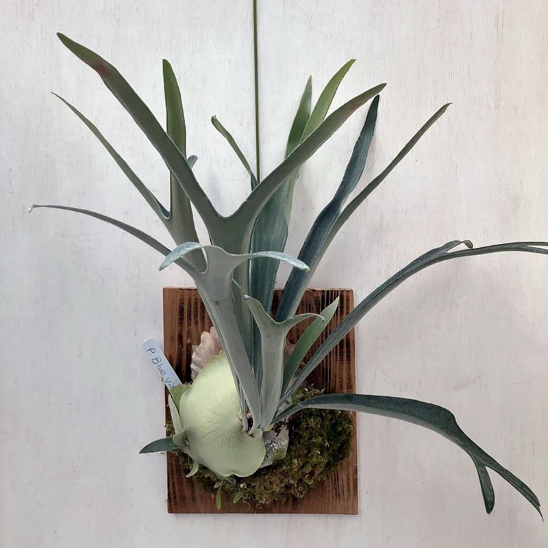 蓝景鹿角蕨孢子苗8cm盆径包邮