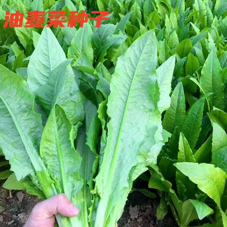 【9.9元3包】油麦菜种子四季播青菜种子阳台菜种子盆栽种蔬菜种子