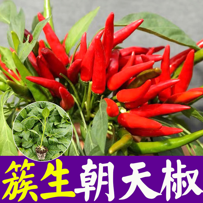 爆辣朝天椒苗子朝天椒种子辣椒种子四季蔬菜种子超辣朝天椒苗辣椒