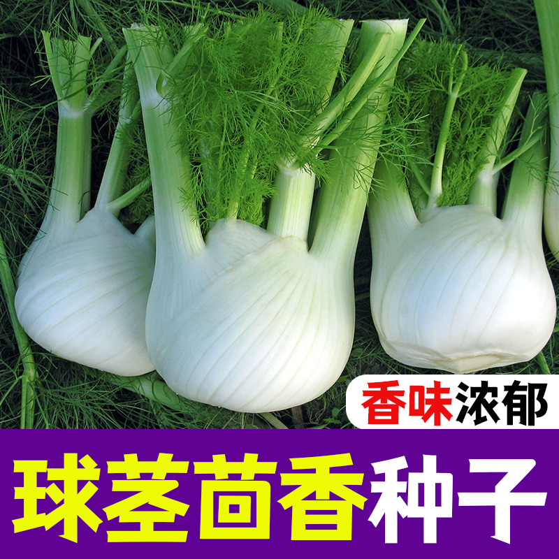 球茎茴香种子结球小茴香籽扔士即活小茴香种子四季盆栽鲜食蔬菜