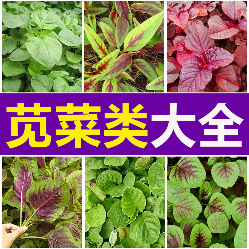 苋菜种子圆叶红柳叶青柳叶苑菜种籽四季播田园农家汉菜蔬菜种子