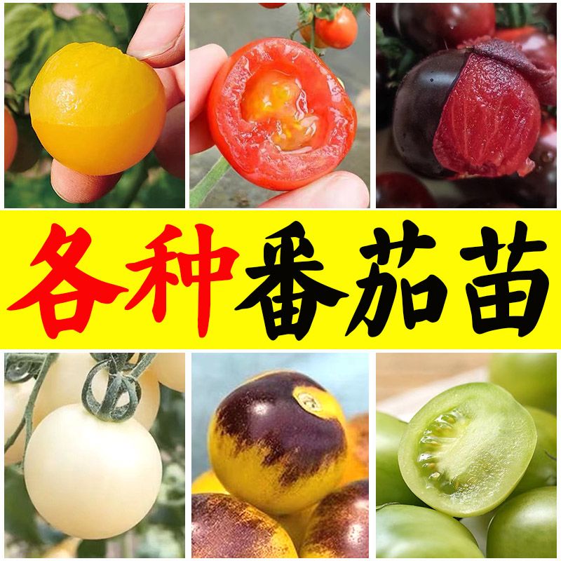各种番茄苗苗番茄苗马蹄西红柿秧小西红柿番茄种苗草莓番茄秧苗