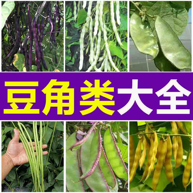 各种豆类种子江豆角带四季豆架芸刀芸扁豆种子苗大全种籽种子子秧