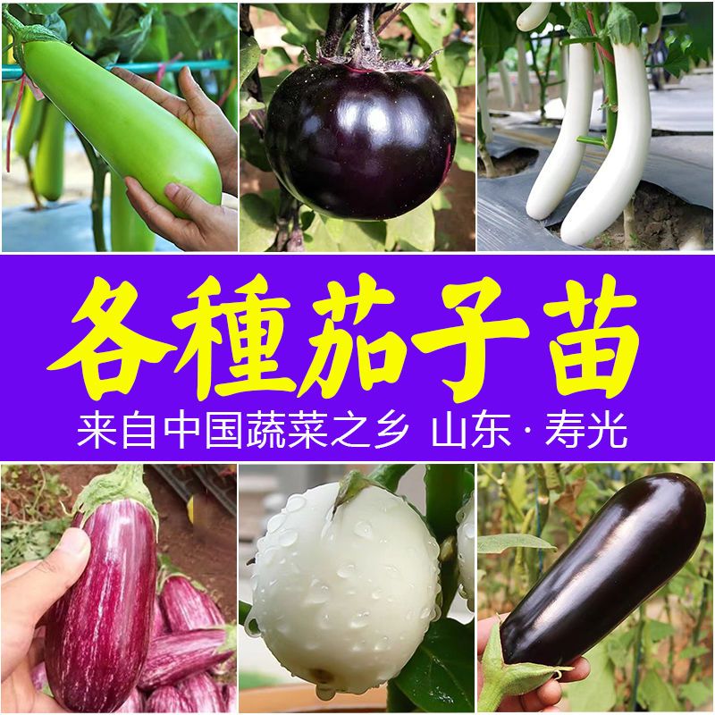 各种茄子苗蔬菜种子早熟高产春季秋冬四季嫁接茄子籽秧苗