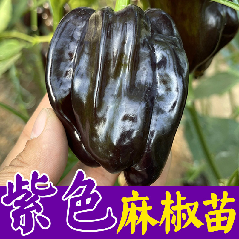 紫色麻椒苗子种子香辣特大辣椒种籽螺丝椒薄皮南方盆栽蔬菜苗秧孑