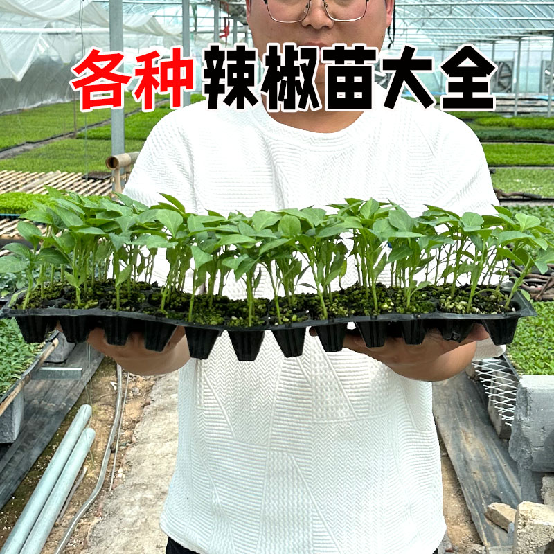 各种辣椒苗特大牛角椒羊角椒青椒尖椒辣椒种苗高产春季蔬菜苗种籽