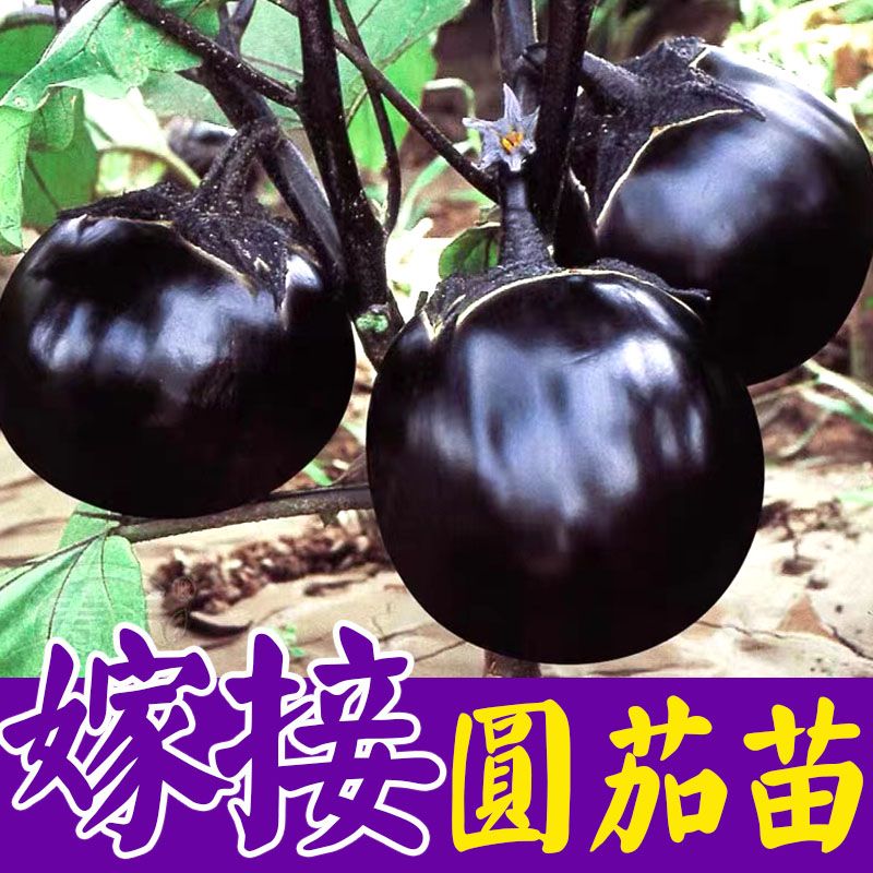嫁接圆茄种子种苗大龙长茄紫黑杭茄线茄青水小茄子四季盆栽