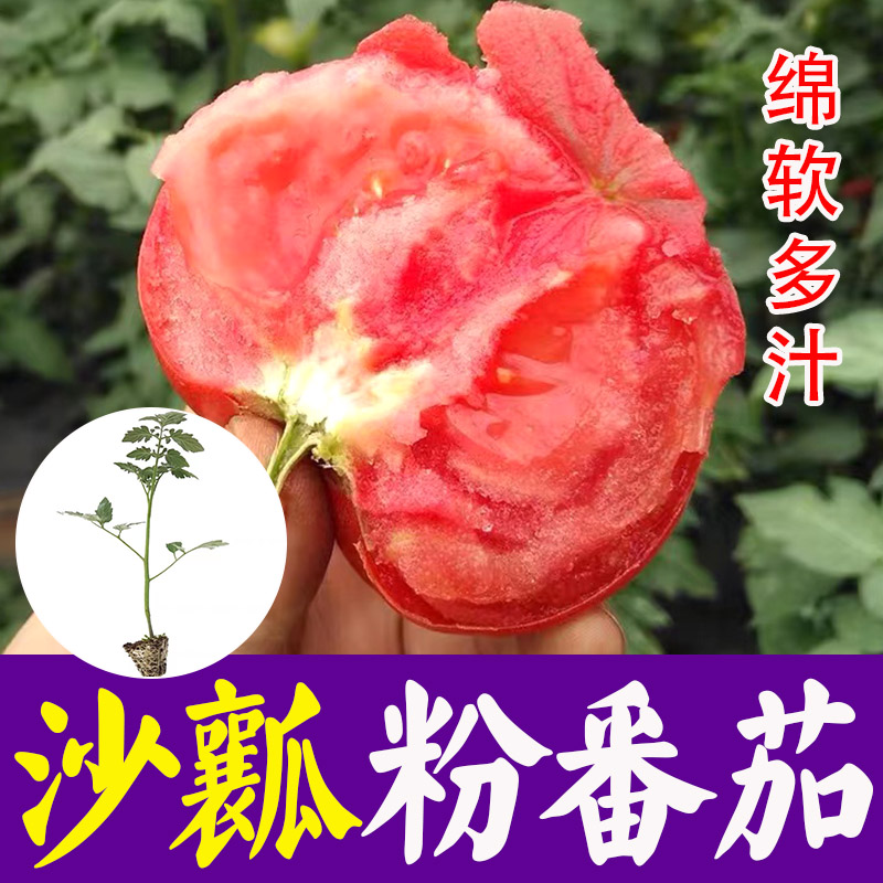 沙瓤大粉番茄沙瓤番茄苗子种子西红柿圣女果苗种苗阳台盆栽苗