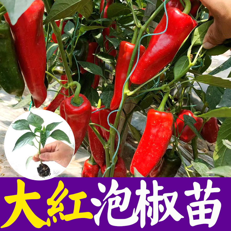 寿光泡椒种籽蔬菜苗辣椒种子辣椒苗牛角椒苗辣越夏阳台菜园