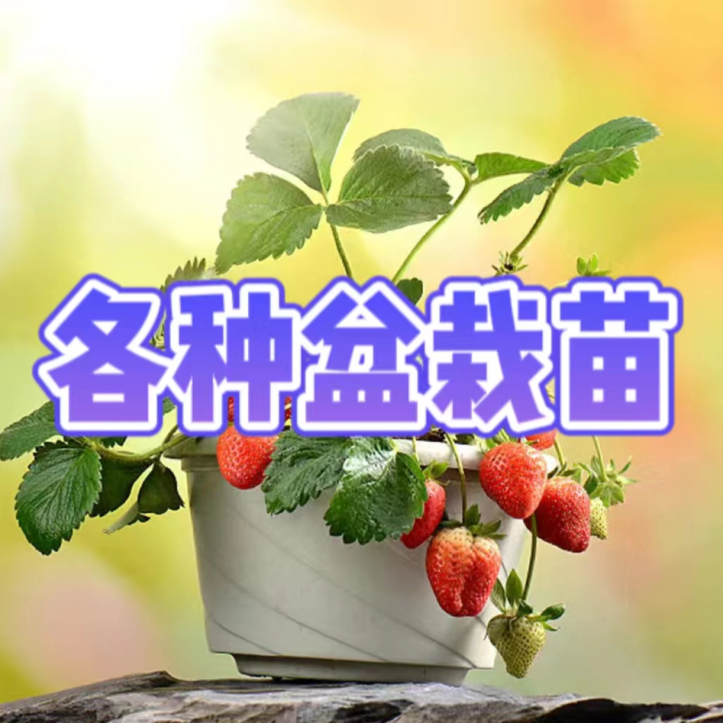 各种盆栽苗寿光百草园艺