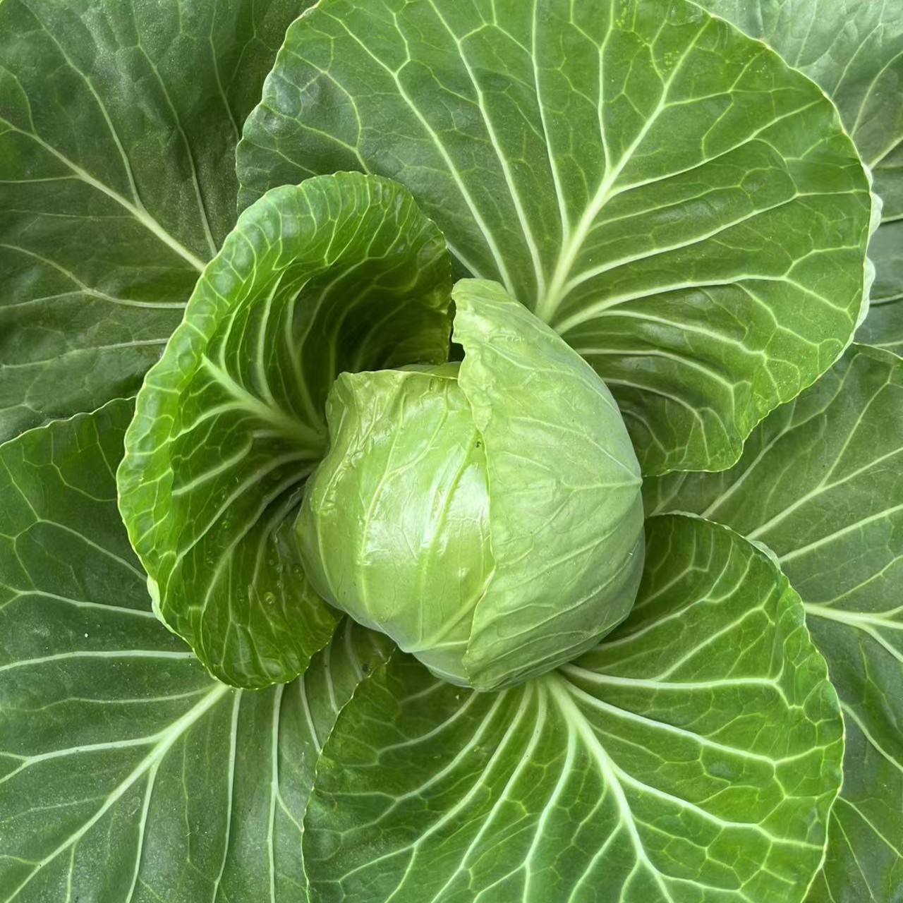 农家自种甜口洋白菜- 快递送到家 无任何异味