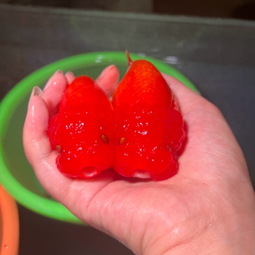 小李渔场直播间拍卖精品亚成兰寿玛丽（私拍不发）