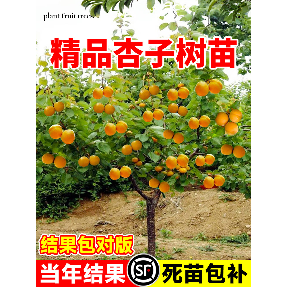 杏树果苗嫁接早熟金太阳凯特杏子油杏树果苗南北方庭院当年结果