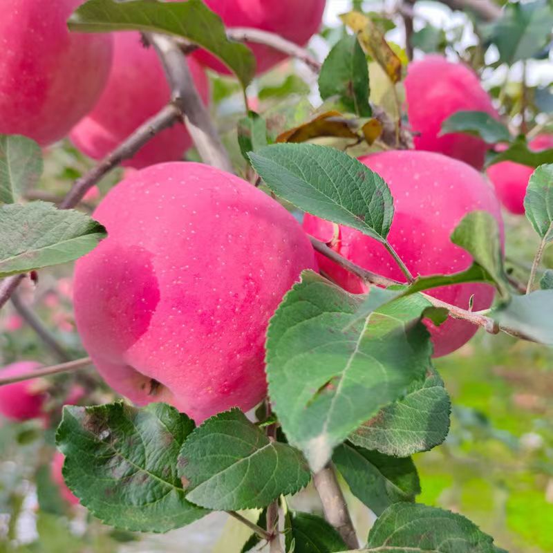 【双十一璇子老家苹果】甘肃庄浪高山梯田红富士脆甜多汁 产地直发