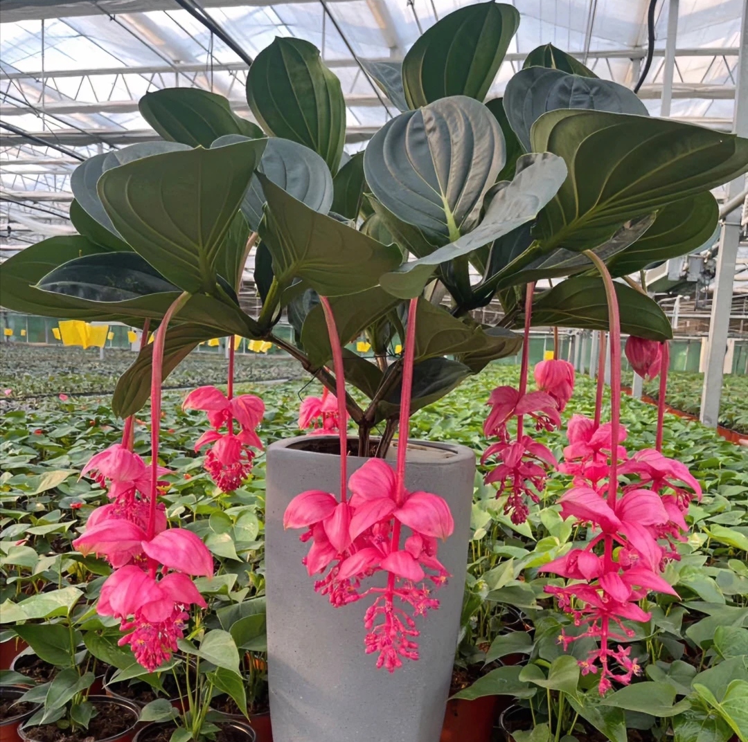 荷兰进口宝莲灯高端室内花卉好养易活